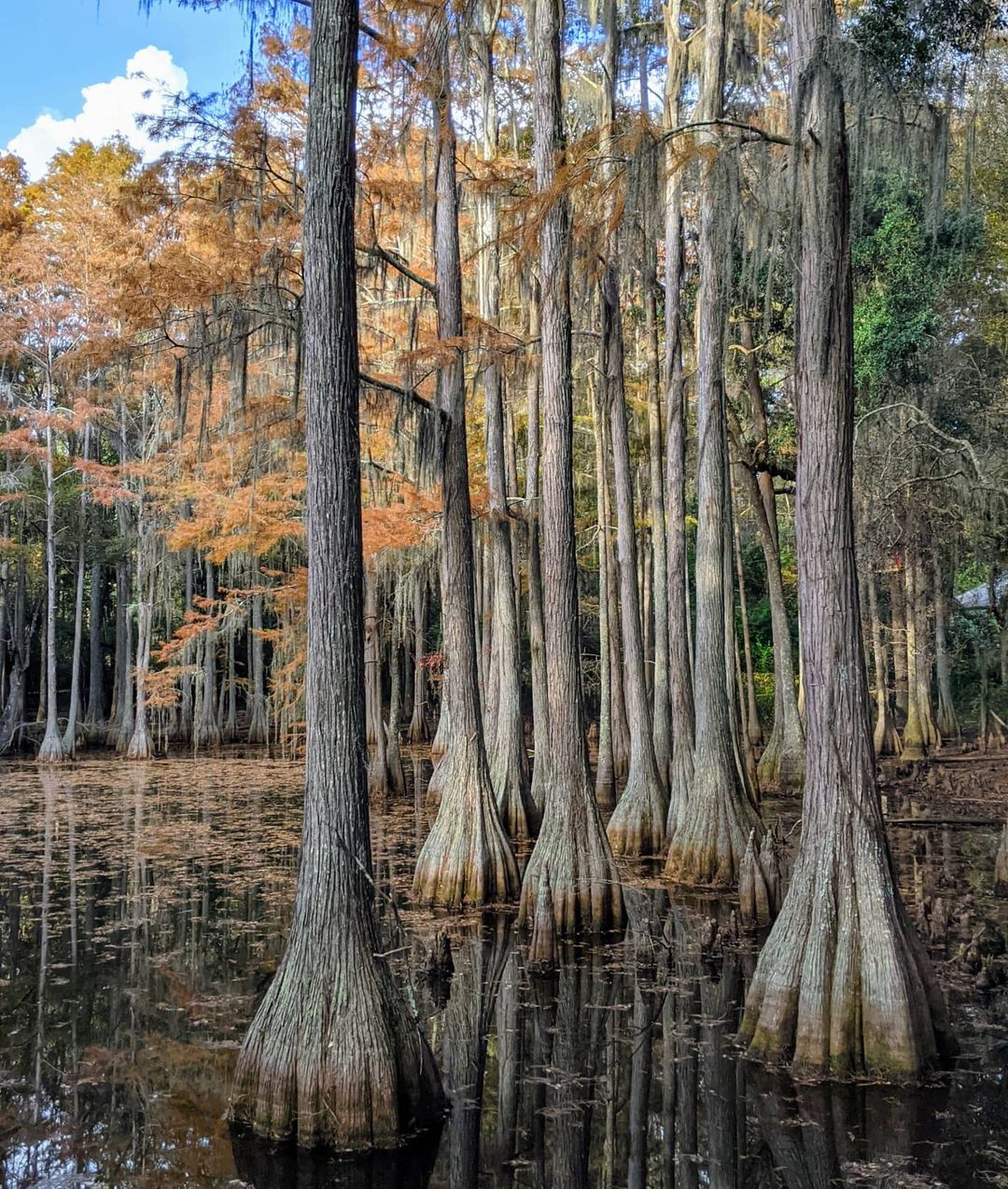 We’re surrounded by natural beauty here at the Tallahassee Museum. We’d love to show you around this week! 😊

📸: @apples_and_oaks_photography

#TallahasseeMuseum #Tallahassee #iHeartTally #ExploreFlorida #LoveFL #Museum #FamilyVacation