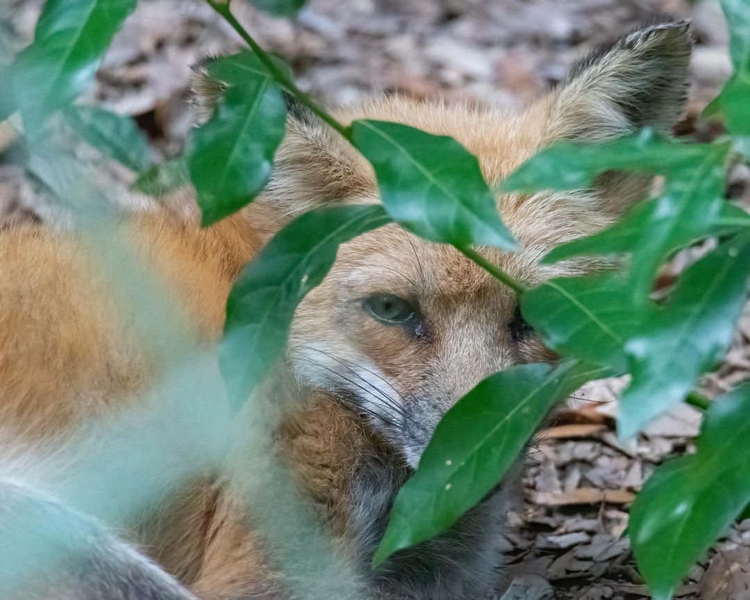 Meet some new friends at the Museum and discover native animals who live or once lived here in the Big Bend region! 🦊

📸: @ca_herig

#TallahasseeMuseum #Tallahassee #iHeartTally #ExploreFlorida #LoveFL #Museum #FamilyVacation